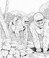 Apes Coloring Coloringbay Forest sketch template
