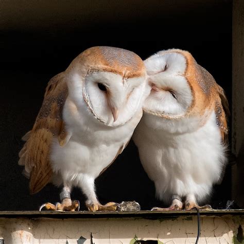 barn owl exclusive pictures