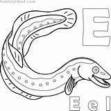 Eel Eels Coloringfolder Sheets sketch template