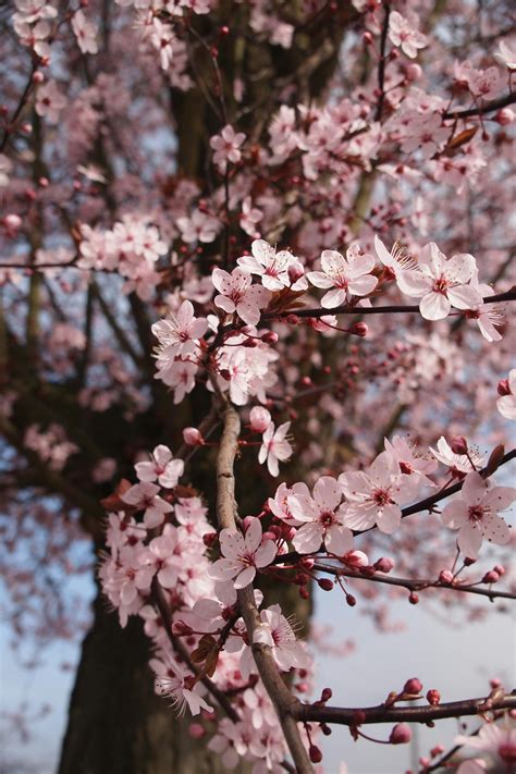 cherry blossom tree  stock photo