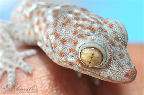 gecko creationwiki  encyclopedia  creation science