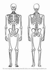 Skelett Esqueleto Humano Menschliches Malen Squelette Skeletal Dummies Drawingtutorials101 Biologie Everyday Skull Zeichnungen Esqueletos Huesos Humain Humana Unlabeled Oseo sketch template
