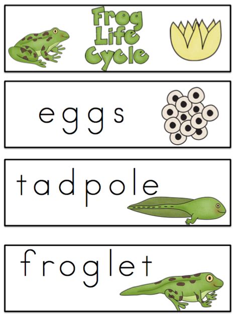 frog life cycle worksheet  kindergarten kindergarten