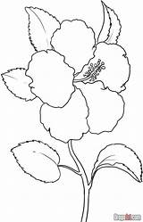 Drawing Rose Flower Wilting Getdrawings sketch template