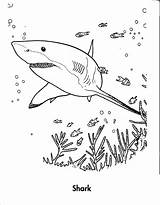 Shark Coloring Pages Tiger Leopard Usable Bestcoloringpagesforkids Via sketch template