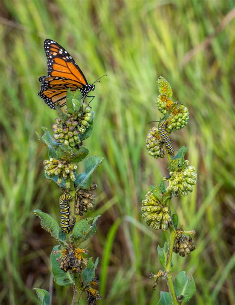monarch butterfly conservation connect