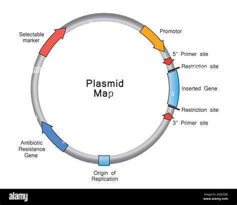 simple illustration  plasmid map colorful symbols vector