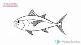 Tuna Fish Drawing Bluefin Sketch Paintingvalley Drawings Draw sketch template
