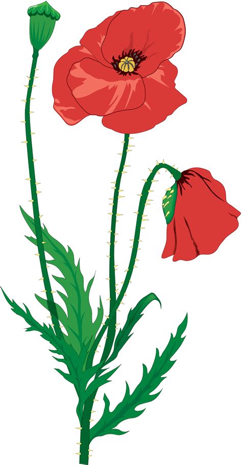 poppy flower drawing  white background