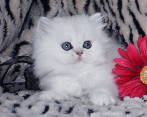 teacup persian kittens biological science picture directory pulpbitsnet