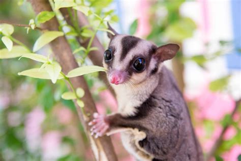 wonderfully enthralling facts   lovely sugar gliders pet ponder