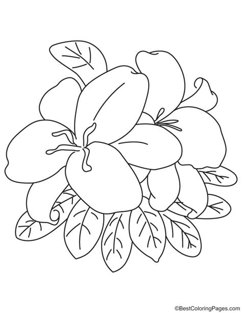 easter lily coloring page   easter lily coloring page
