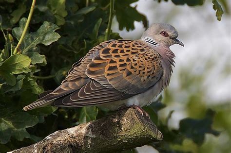 turtle doves  christmas youll  lucky birdguides