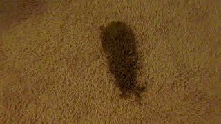 clean  wet dog poop  carpet howto disinfect