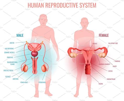 Male And Female Reproductive System Diagram Labeled Diagram Media