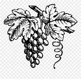 Grape Grapes Drawing Wine Clipart Vineyard Vine Library Drawings Vinyard Pinclipart Paintingvalley Clipground Kindpng sketch template
