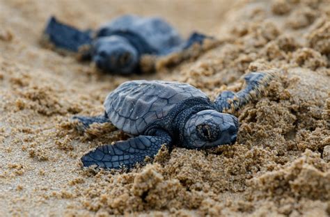 adorable pictures  baby turtles readers digest