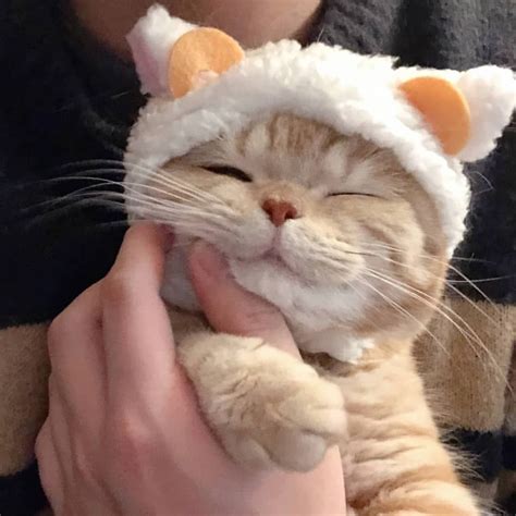 a person holding a cat wearing a hat on their head and it s eyes closed