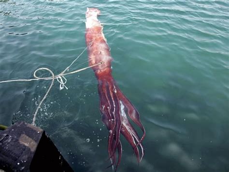 giant squid caught alive  japan earth  sottnet
