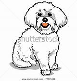Bichon Maltese Dog Drawing Poodle Frise Google Perro Dibujo Dibujos Maltés Clip Cartoon Maltes Vector Caniche Search Shutterstock Guardado Desde sketch template
