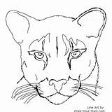 Panther Coloring Pages Cougar Puma Lion Mountain Color Florida Face Drawing Animal Drawings Animals Printable Easy Outline Print Catamount Panthers sketch template
