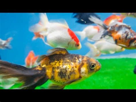 colorful freshwater fish   aquarium youtube