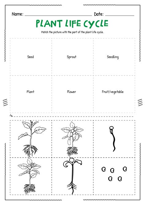 life cycle   flowering plant worksheet