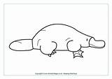 Platypus Colouring Coloring Pages Wombat Printable Australian Animal Animals Stew Billed Duck Templates Activityvillage Outlines Choose Board Australia Platypuses Sheets sketch template