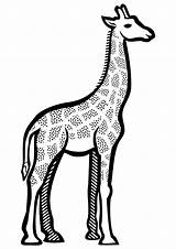 Giraffe Girafa Openclipart Girafas Lineart Clipartmag Amordepapeis sketch template