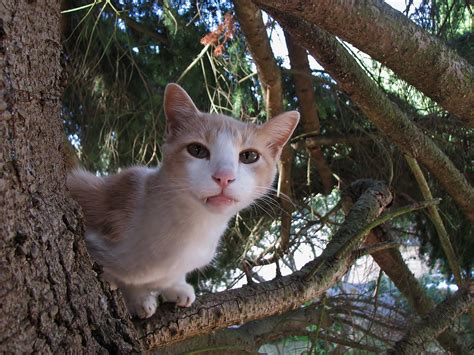 So Your Cat Is Stuck In A Tree — Again Here’s What To Do Kuow News