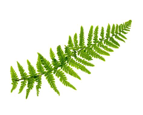 ferns  grow indoor