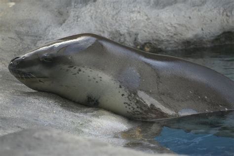 cute animals   kill  leopard seal cute animals animals