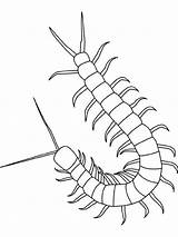 Centipede Insekten Regenwurm Cienpies Millepiedi Cien Malvorlage Pattes Kolorowanki Insects Insectes Owady Robaki Tiere Insect Dessiner Disegnidacolorare Insecte Dessin Imprimer sketch template