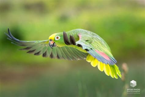 flying parrot  antonis panitsas px parrot flying parrot parakeet