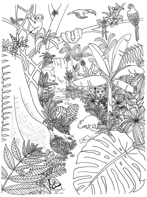 forest ecosystem coloring pages tripafethna