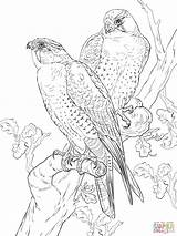 Peregrine Falcons Wanderfalke Supercoloring Ausmalbild Falco Ausmalen Halcones Falchi Peregrinos Pellegrini Stampare Prey sketch template