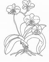 Indusladies Orchid sketch template