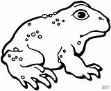 Toad Rospo Ropucha Grenouille Americano Colorier Kolorowanki Sapo Toads Lado Cane Animali sketch template