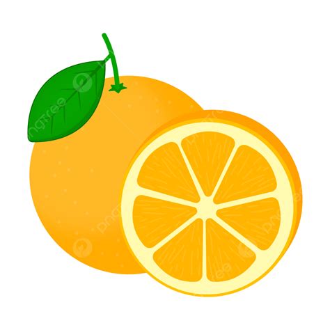 ilustrasi vektor buah jeruk jeruk buah jeruk jeruk segar png