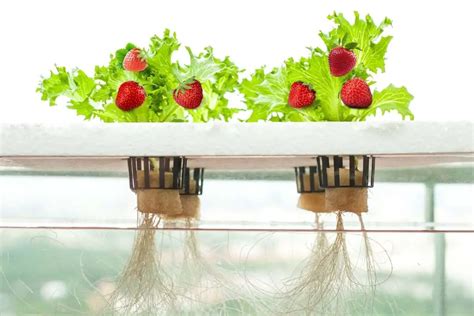 kratky method  strawberries grower today