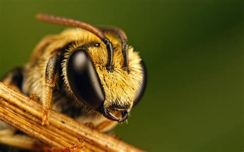 Bee Close Up Wallpaper 1680x1050 11663