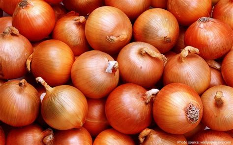 interesting facts  onions  fun facts