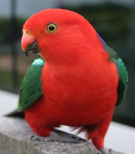 birds australian king parrot