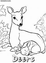 Deer Coloring Pages Baby Drawing Print Coloringway Deer3 Sketch Credit Larger Getdrawings sketch template