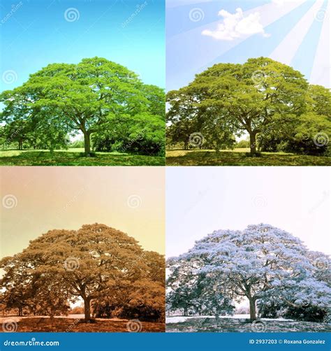 seizoenen op een boom stock afbeelding afbeelding bestaande uit wolken