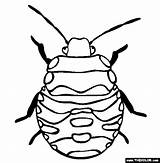 Coloring Bug Insect Stink Pages Bed Template Drawing Potato Creature Tiny 565px 15kb Getdrawings sketch template
