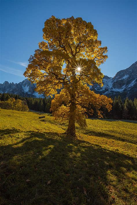 golden tree tree photography nature photography nature