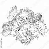 Venus Flytrap Trap Carnivorous Muscipula Dionaea Offenen Botany Buches Botanical 儲存 sketch template