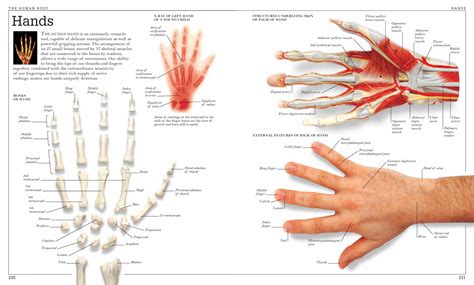 hand anatomy chart