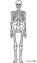 Skeletons Human Draw Bones Step Drawdoo sketch template